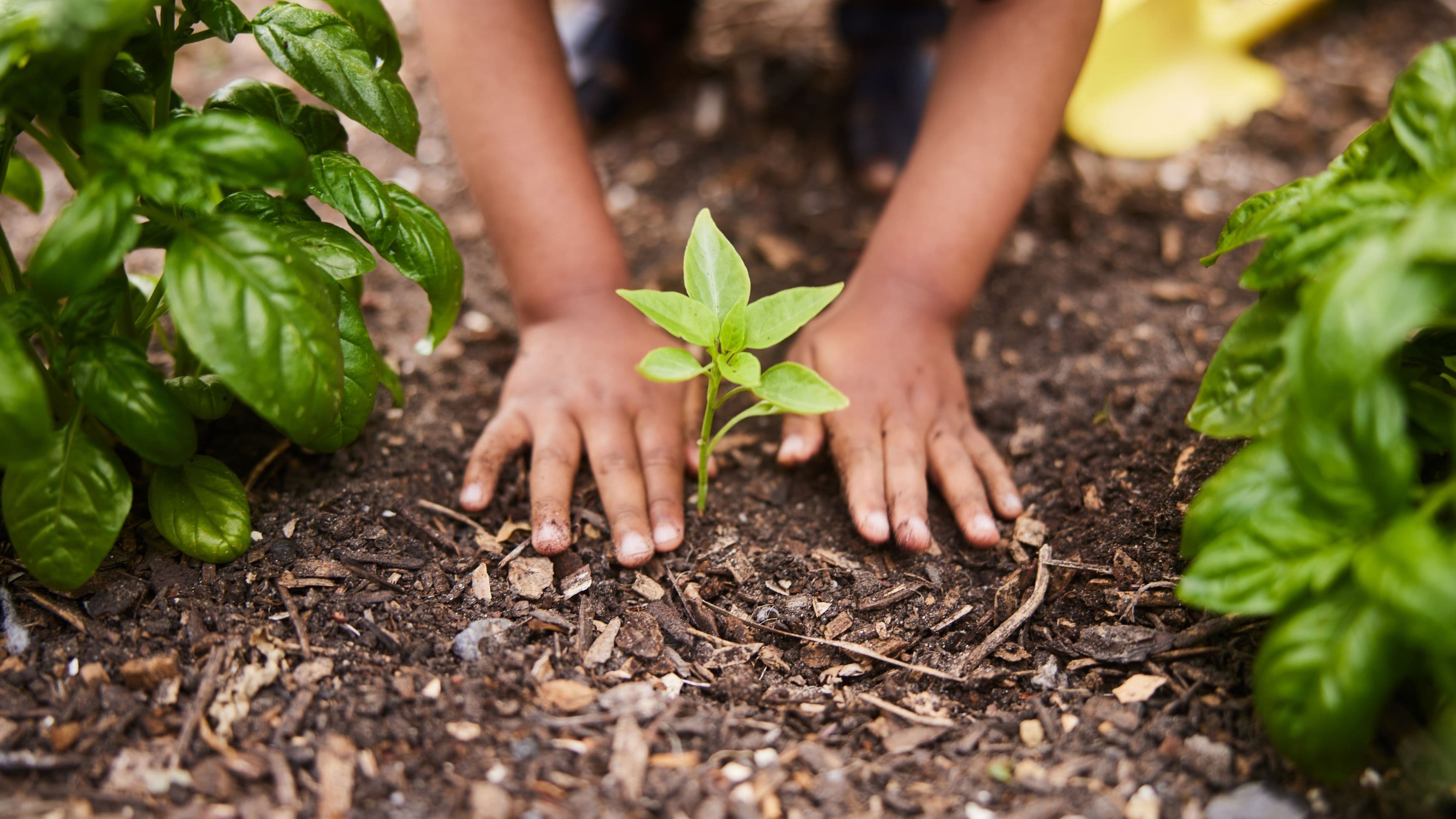 The Plant Guide for People Who Always Kill Their Plants
